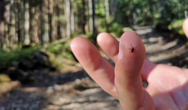 A tick sitting on a finger